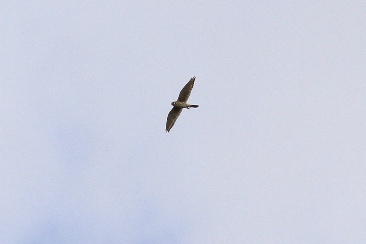 American Kestrel - ML556036831