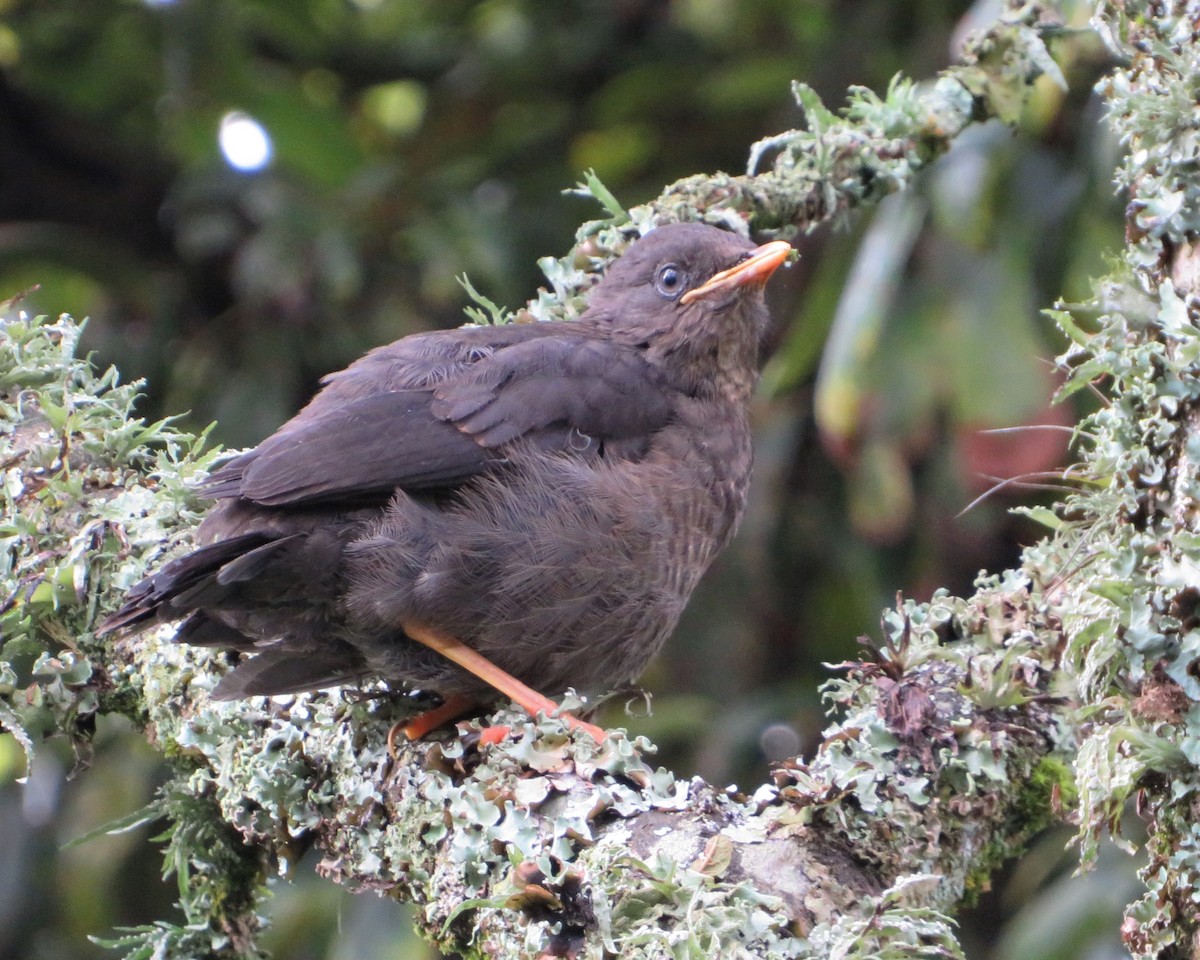 Great Thrush - Hector Cadena