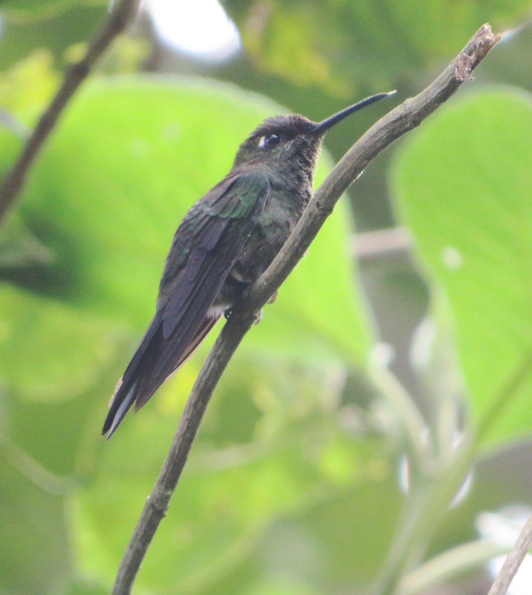 Violet-fronted Brilliant - ML556037371