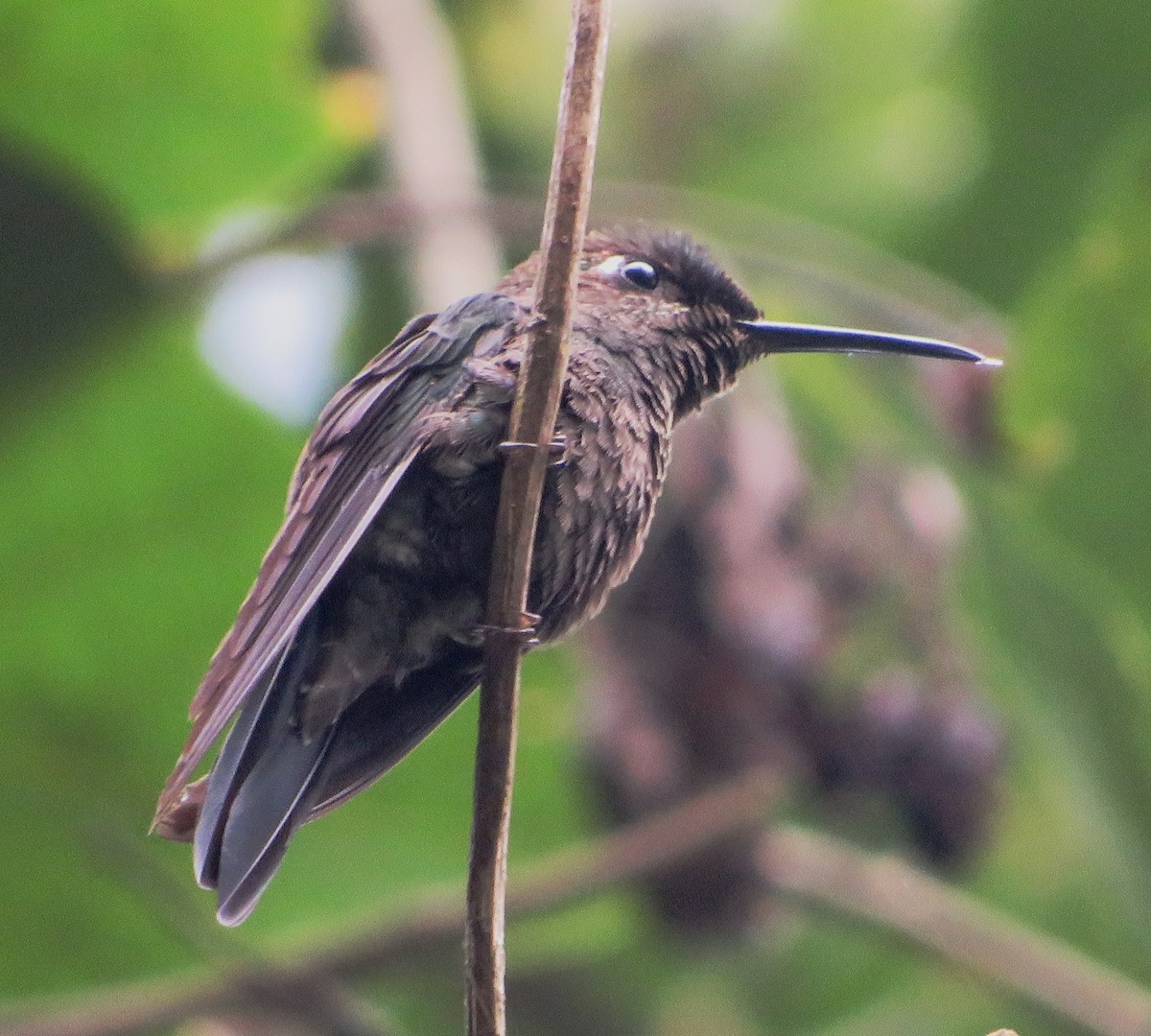 Violet-fronted Brilliant - Alfredo Correa