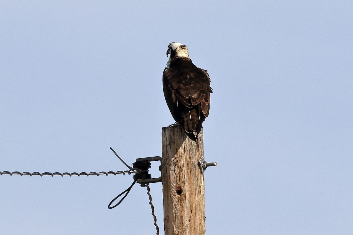 orlovec říční - ML556037521