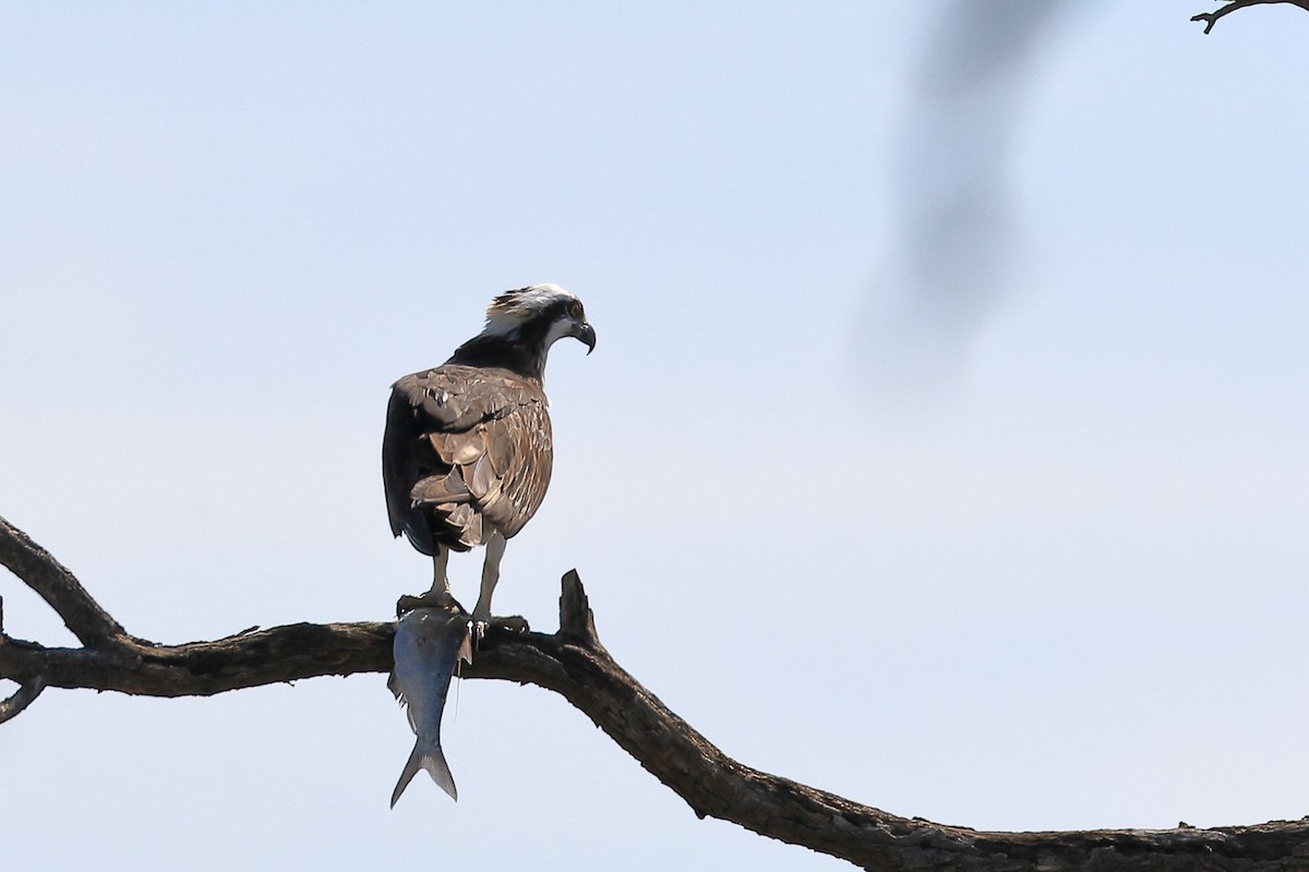 orlovec říční - ML556037531