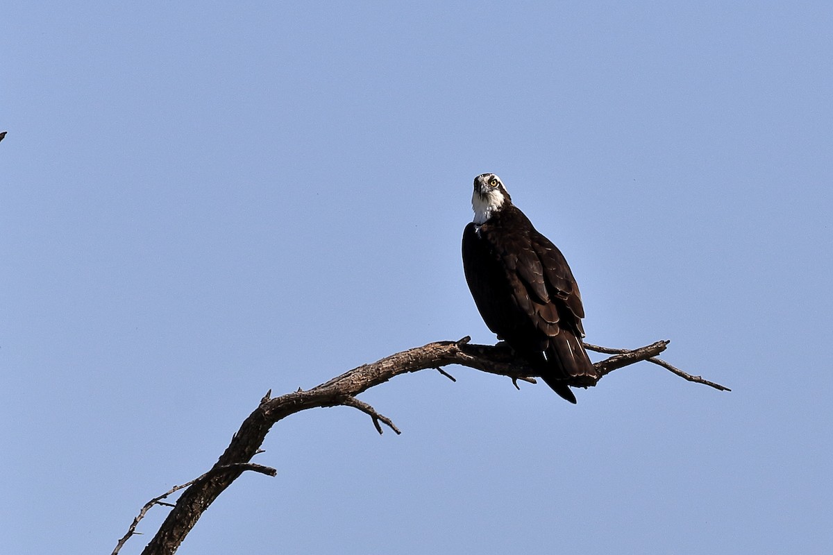 Osprey - ML556037541