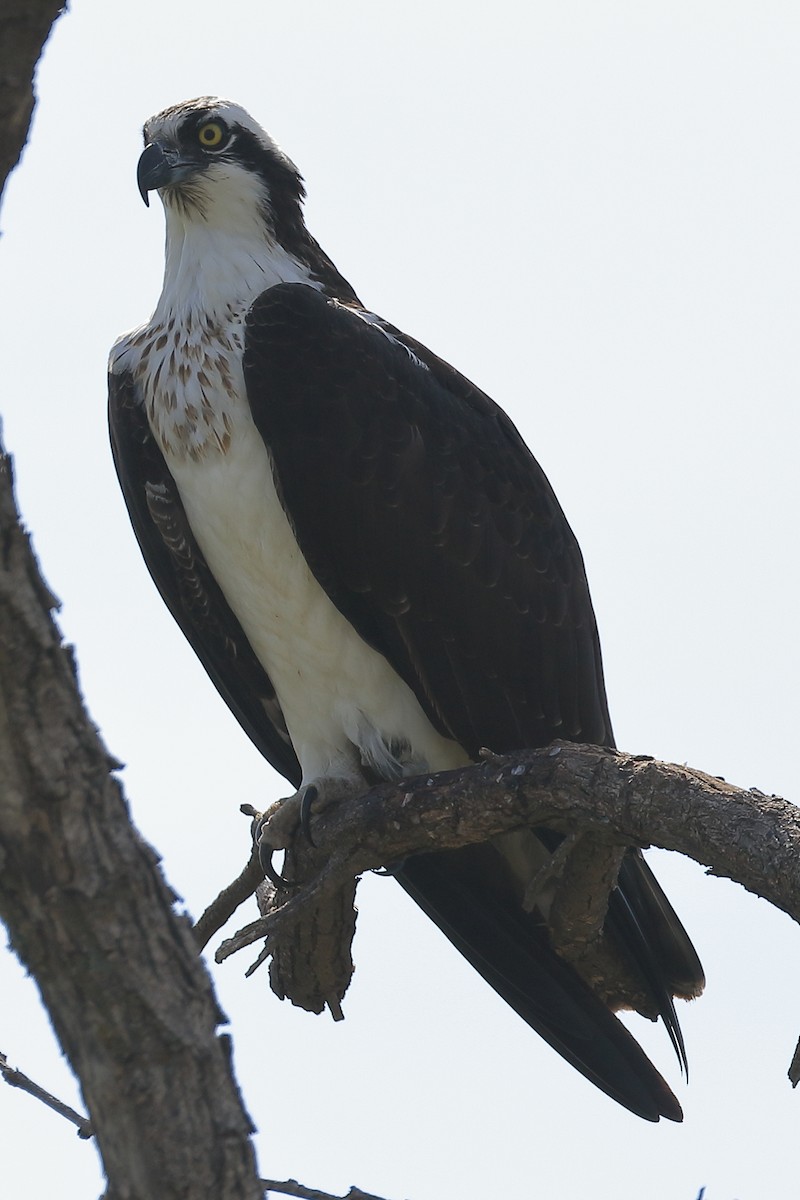 orlovec říční - ML556037551