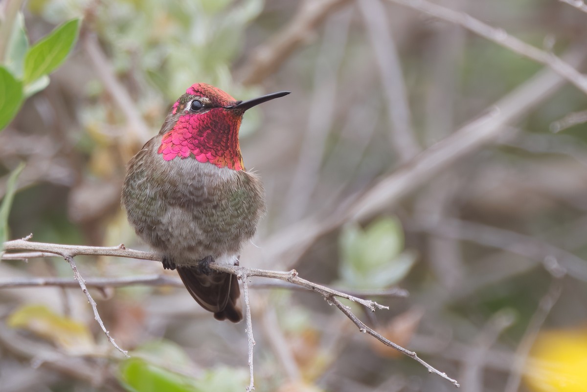 Anna's Hummingbird - John Callender