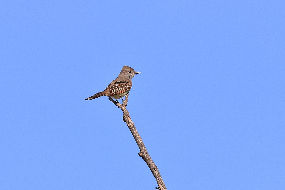 Ash-throated Flycatcher - ML556037811