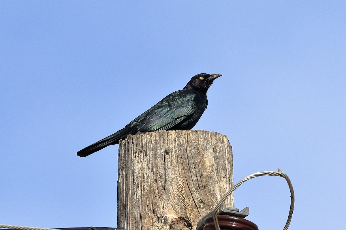 Brewer's Blackbird - ML556037981
