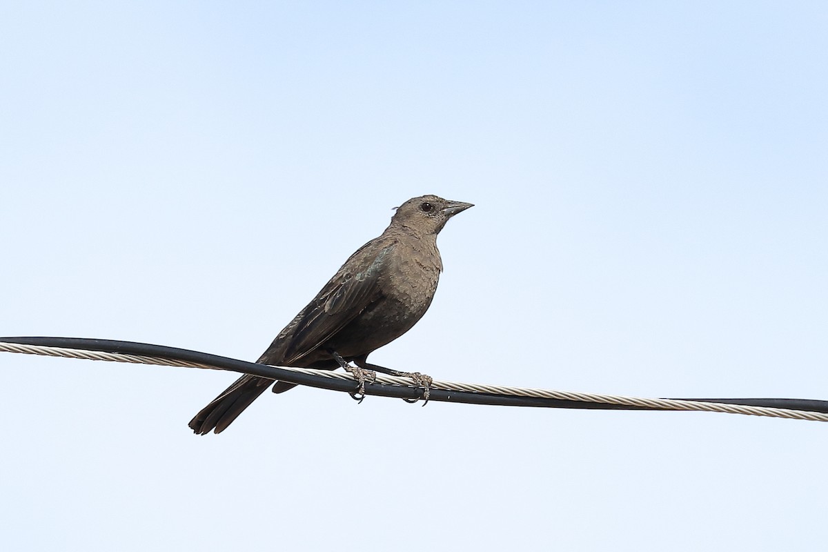 Brewer's Blackbird - ML556038011
