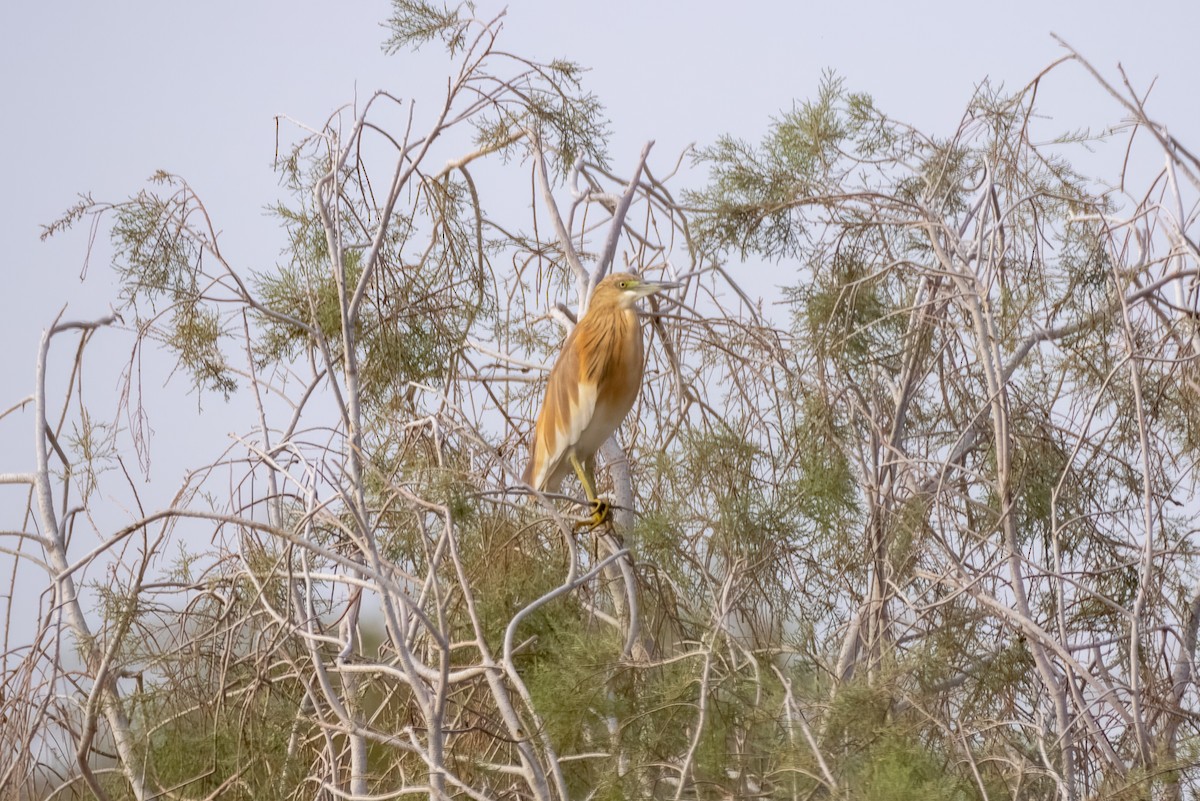 Squacco Heron - ML556038261