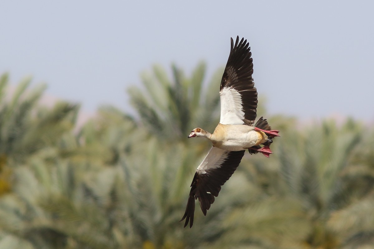 Egyptian Goose - ML556038951