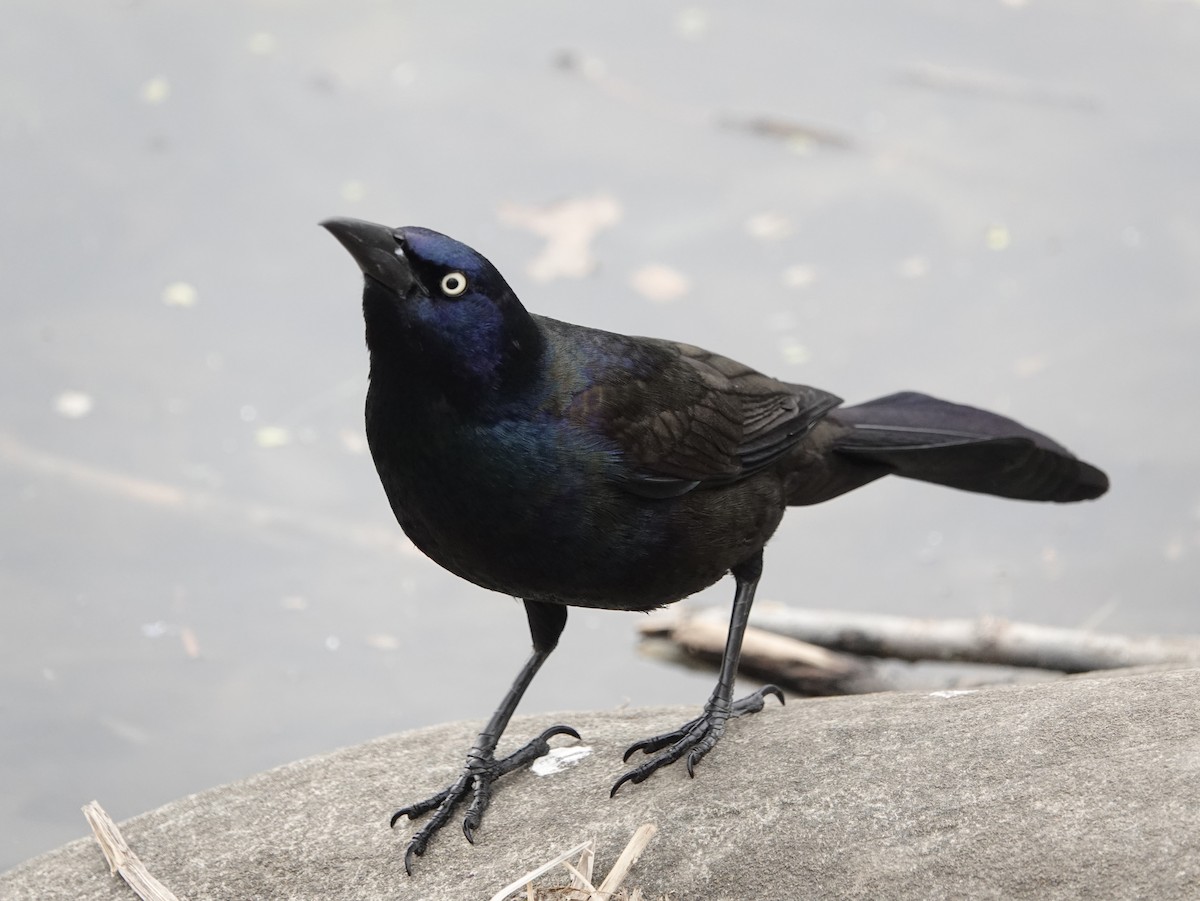 Common Grackle - Kathy Willens