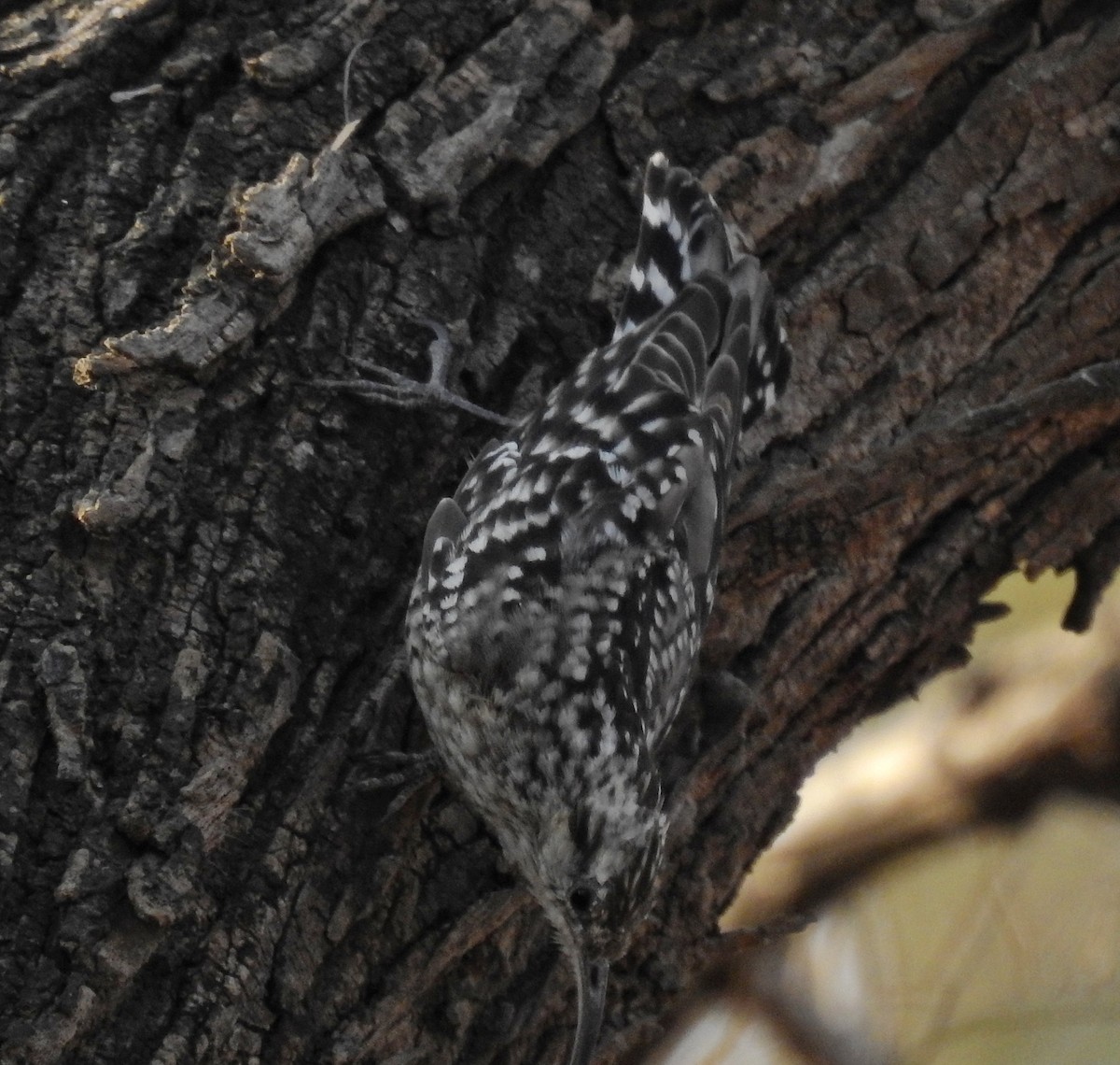 Indian Spotted Creeper - ML556039691