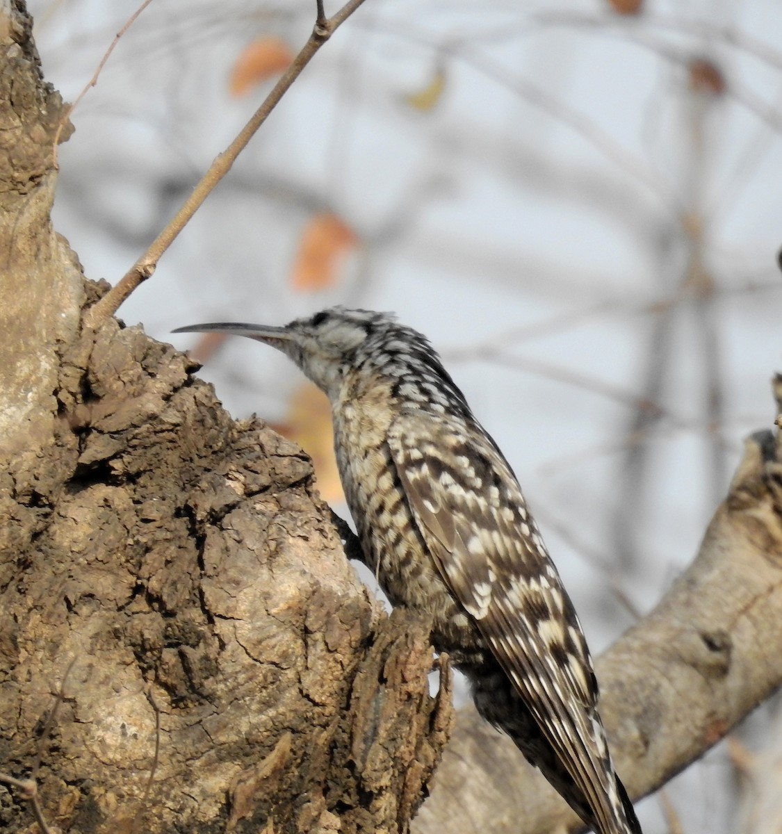 Indian Spotted Creeper - ML556039701