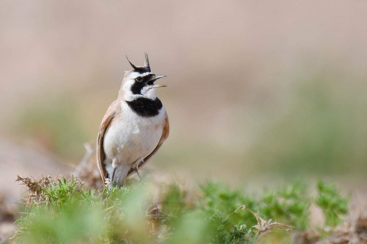 Temminck's Lark - ML556039981