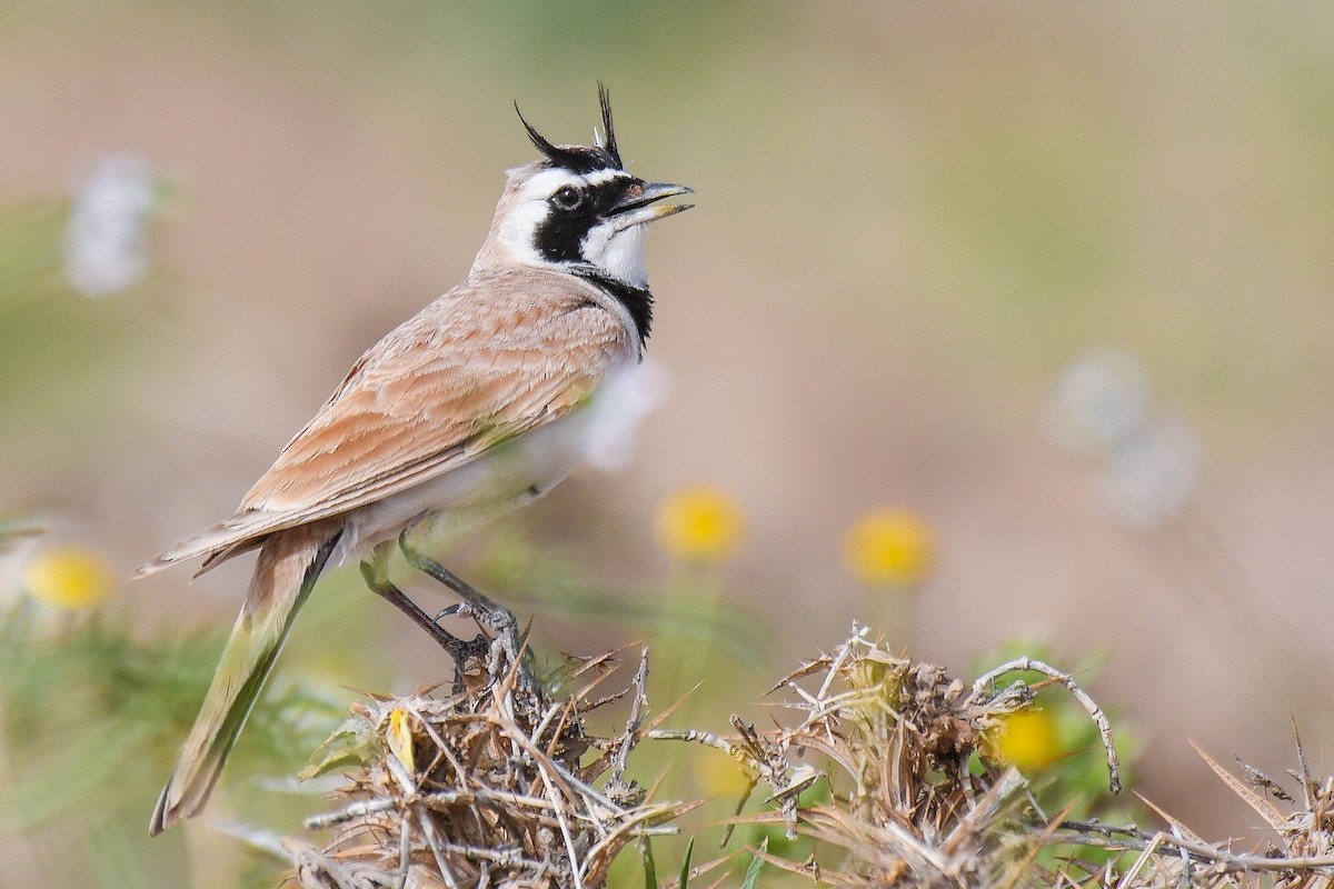 Temminck's Lark - ML556039991