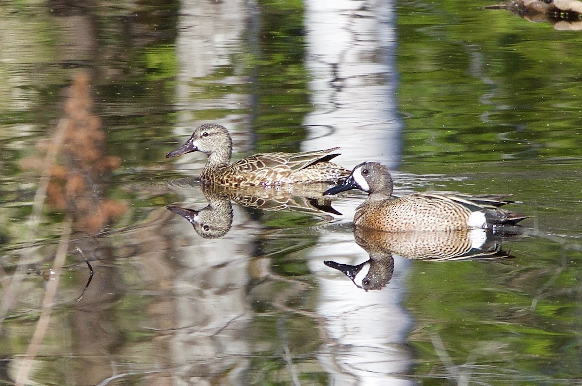 Blue-winged Teal - ML55604041
