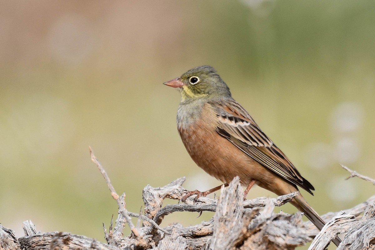 Ortolan Bunting - Itamar Donitza