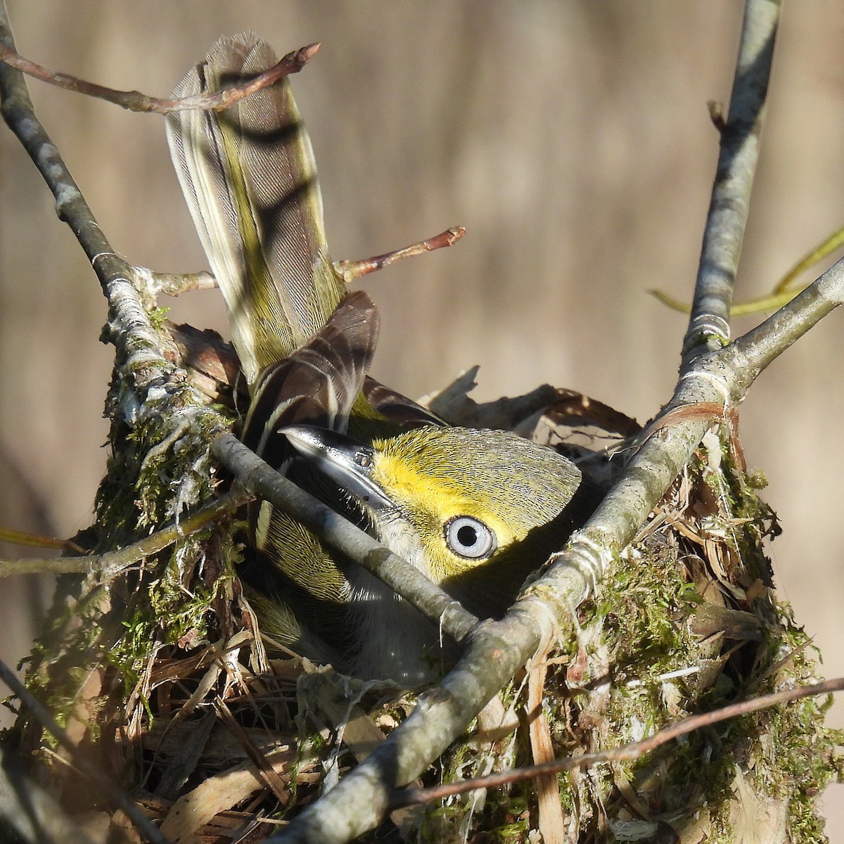 White-eyed Vireo - ML556041241