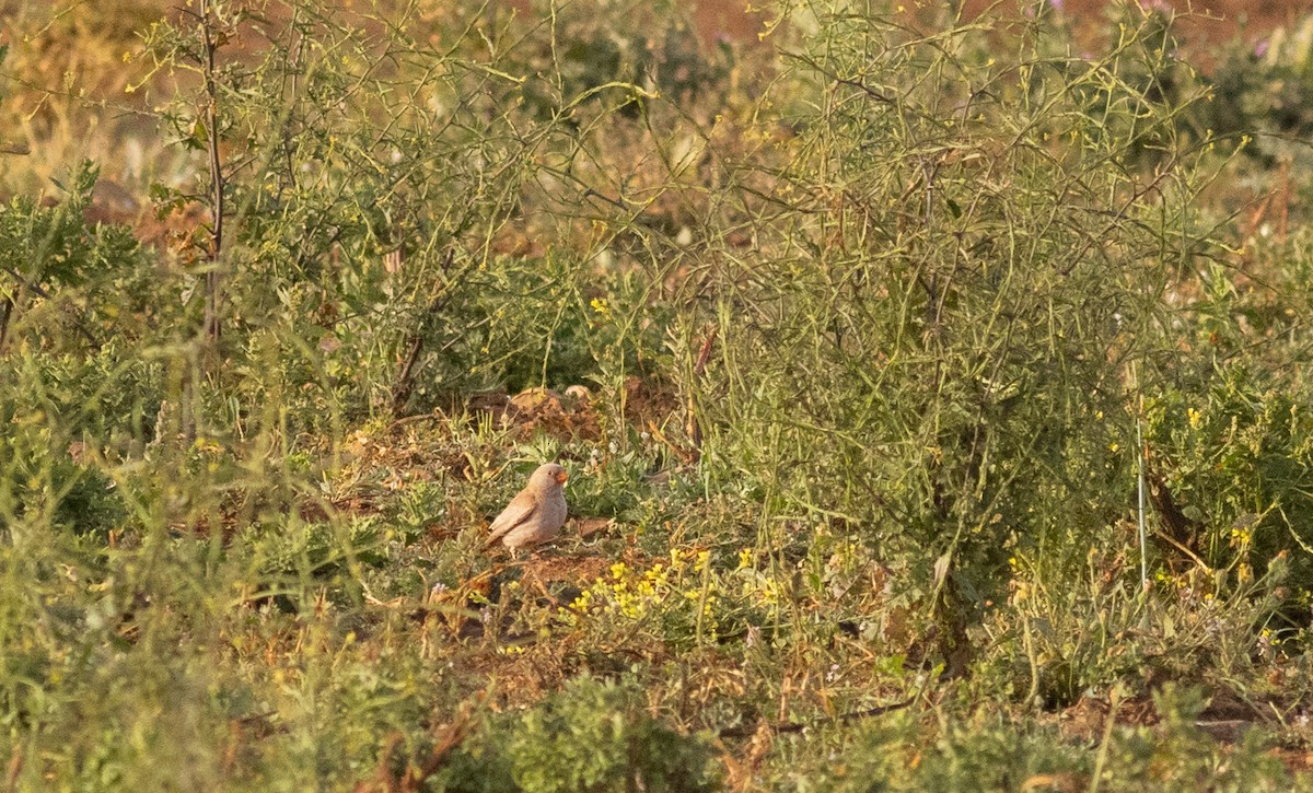 Trumpeter Finch - ML556043911