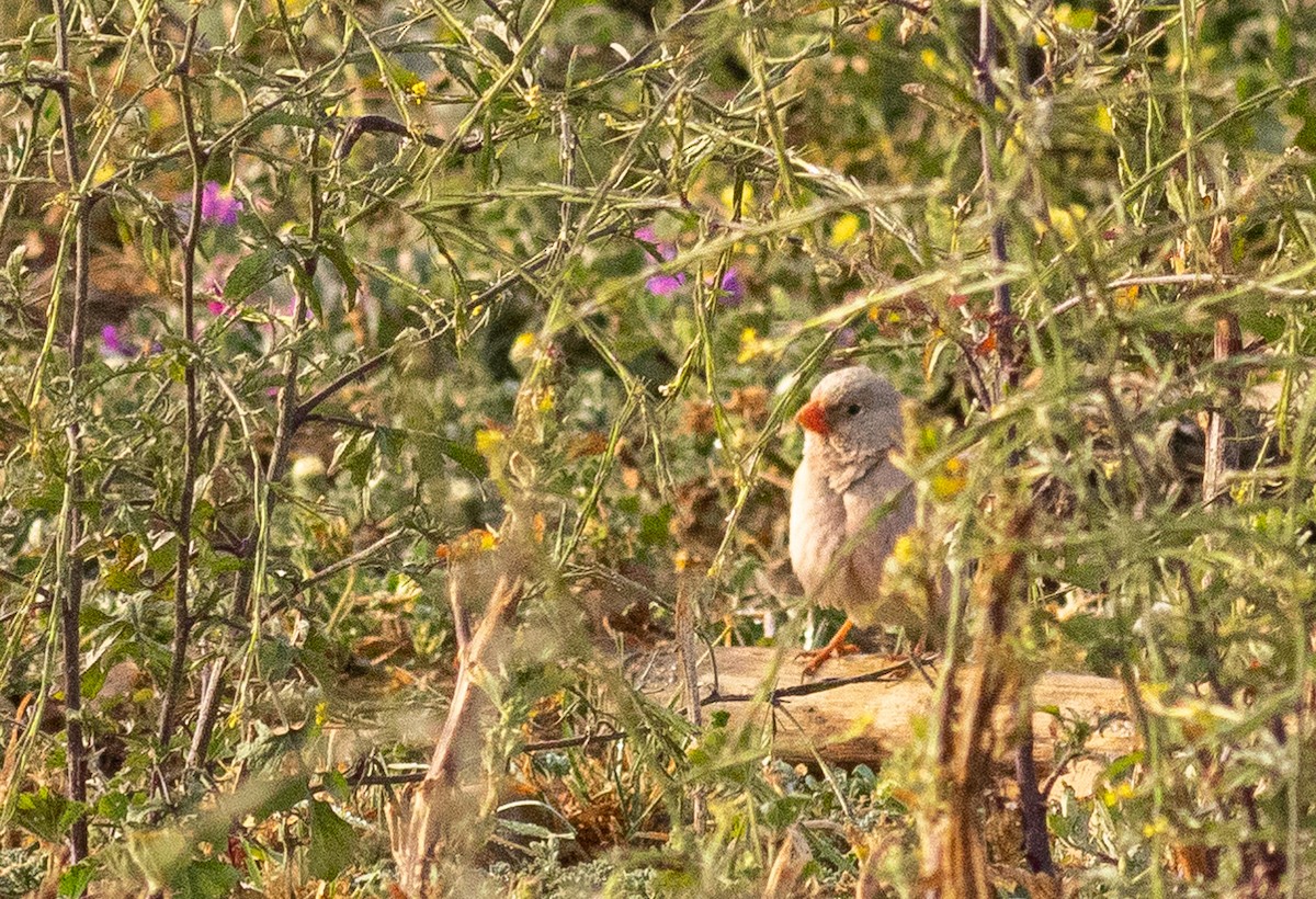 Trumpeter Finch - ML556043921