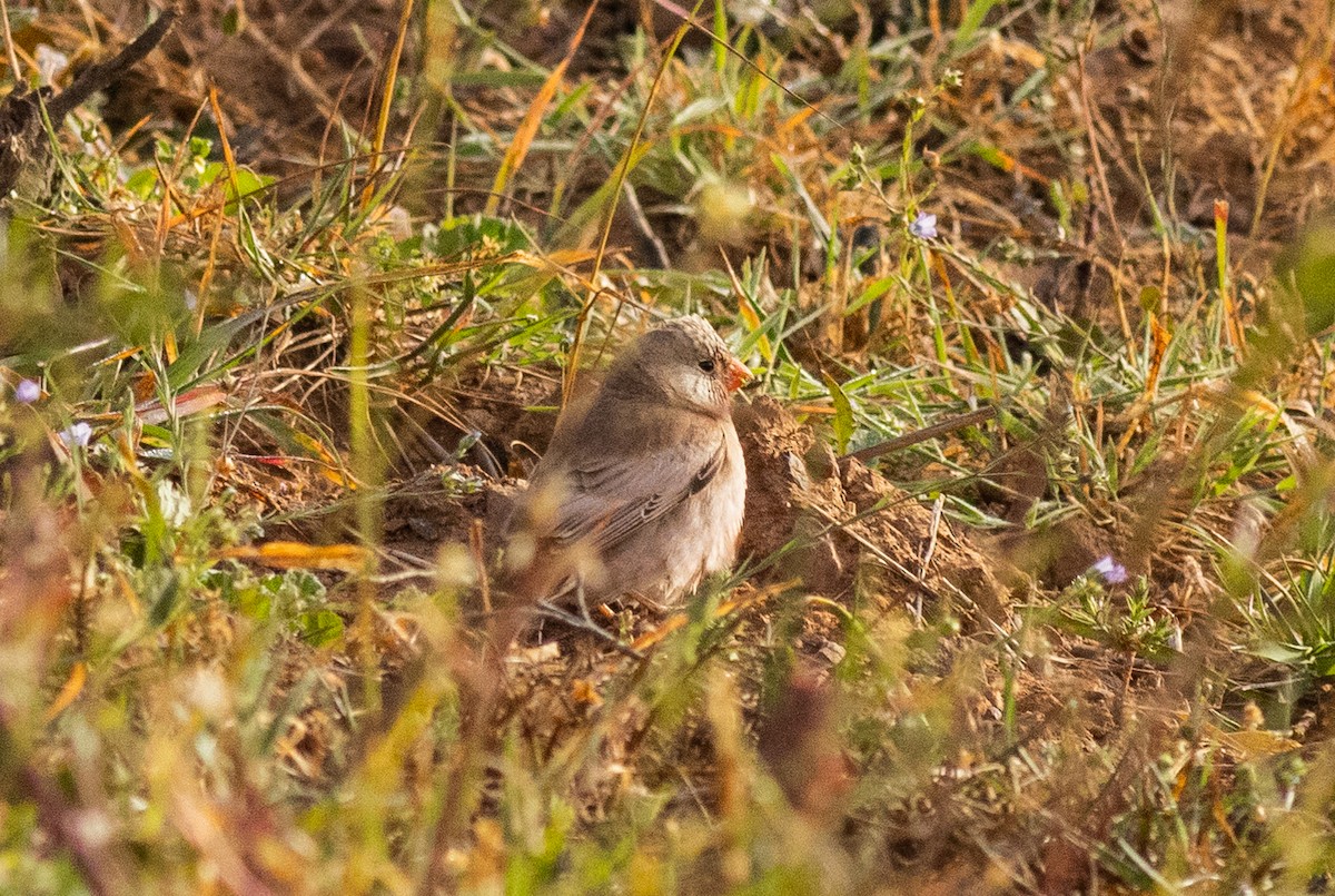 Trumpeter Finch - ML556043931