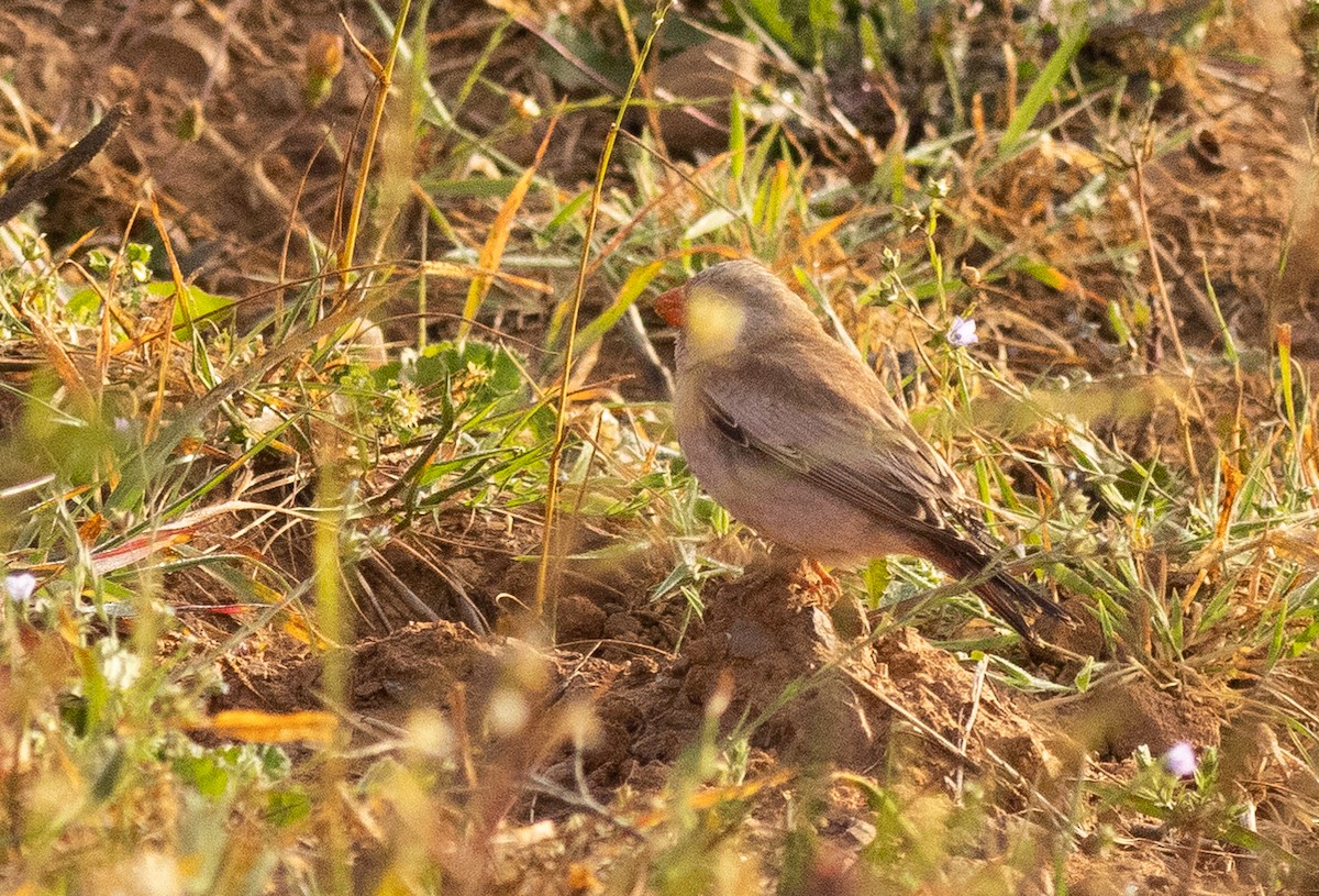 Trumpeter Finch - ML556043941