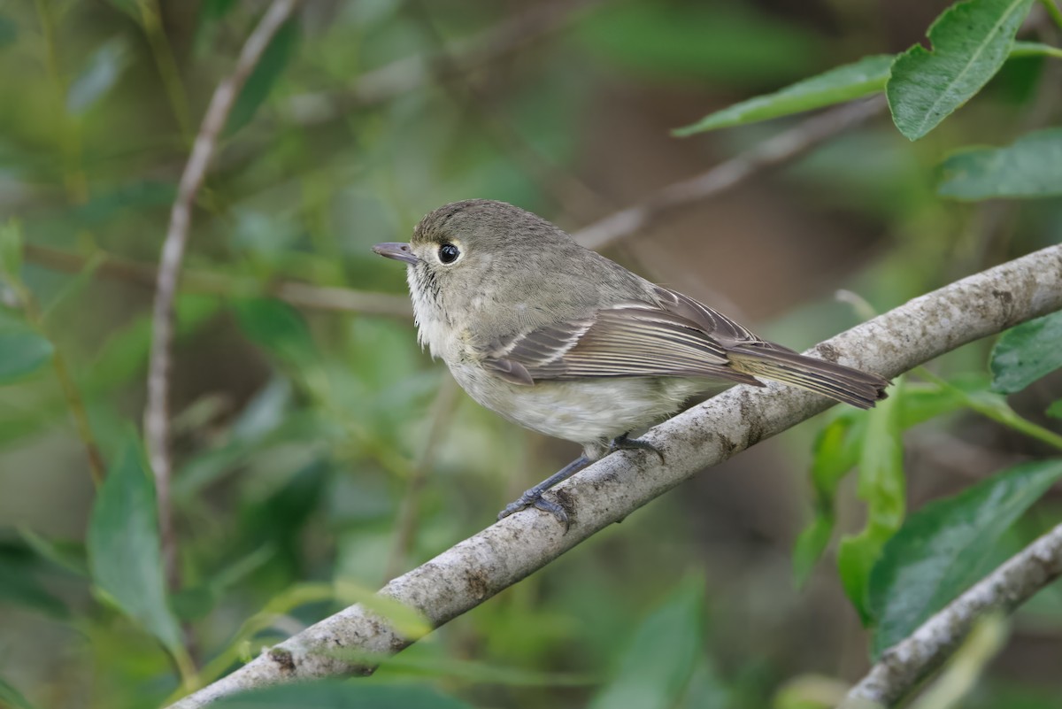 Hutton's Vireo - John Callender