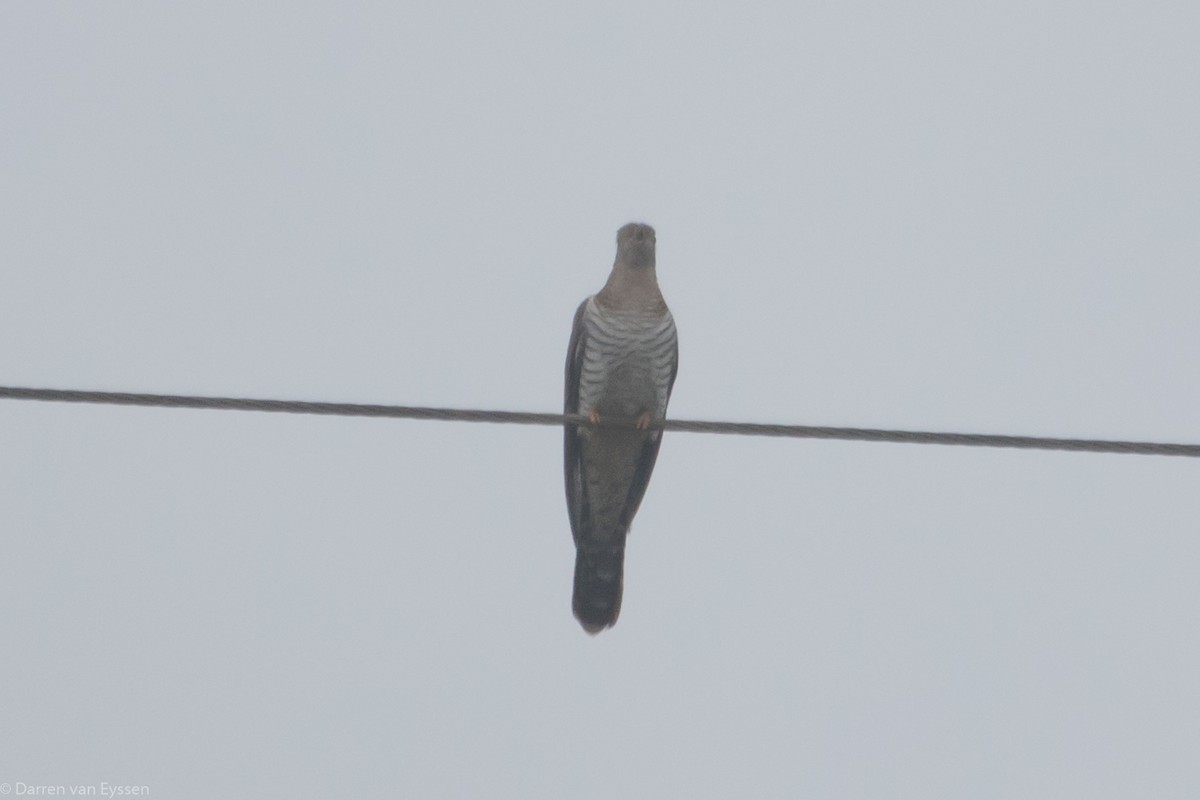 Red-chested Cuckoo - ML556044661
