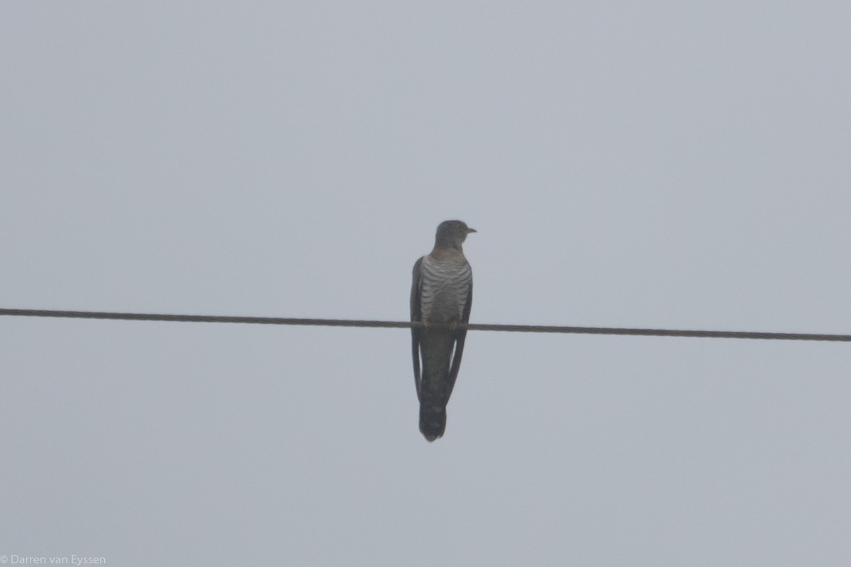 Red-chested Cuckoo - ML556044671