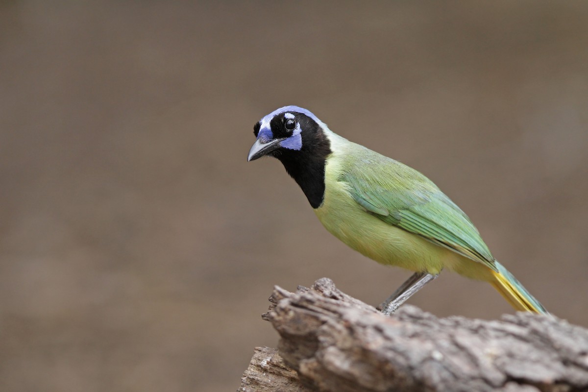 Green Jay - Volker Hesse