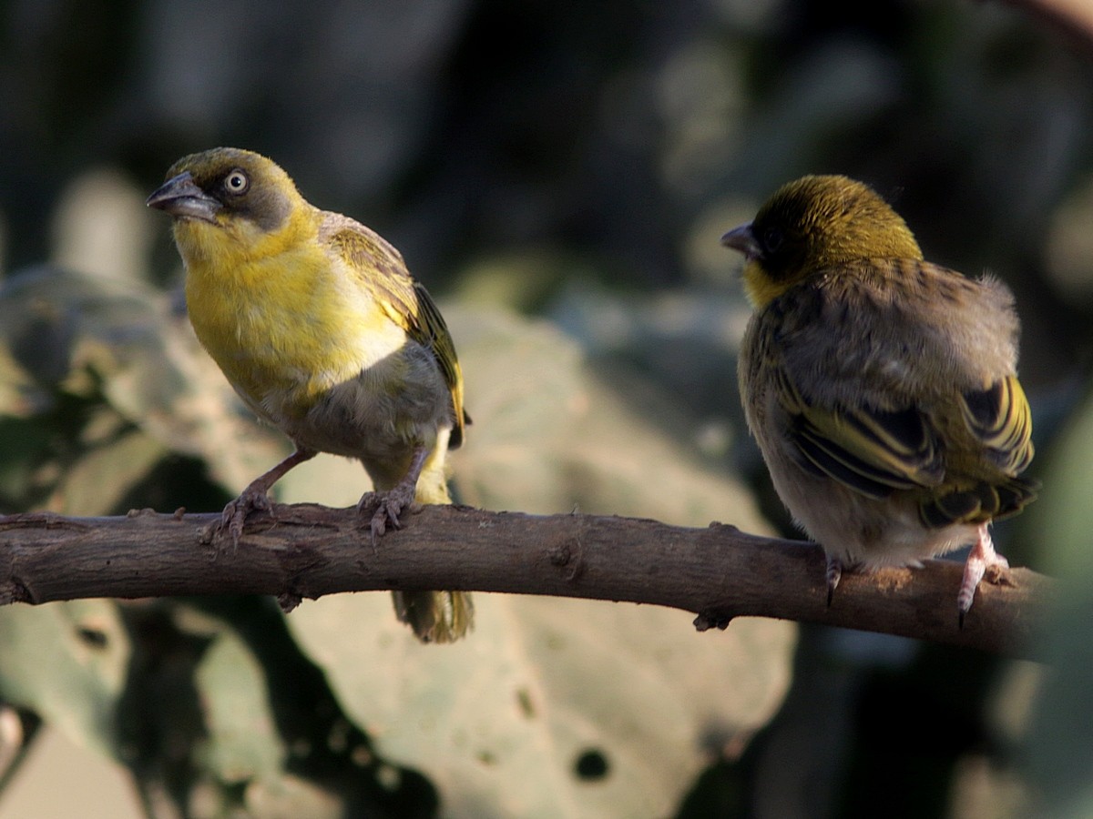 Baglafecht Weaver (Baglafecht) - ML556045051