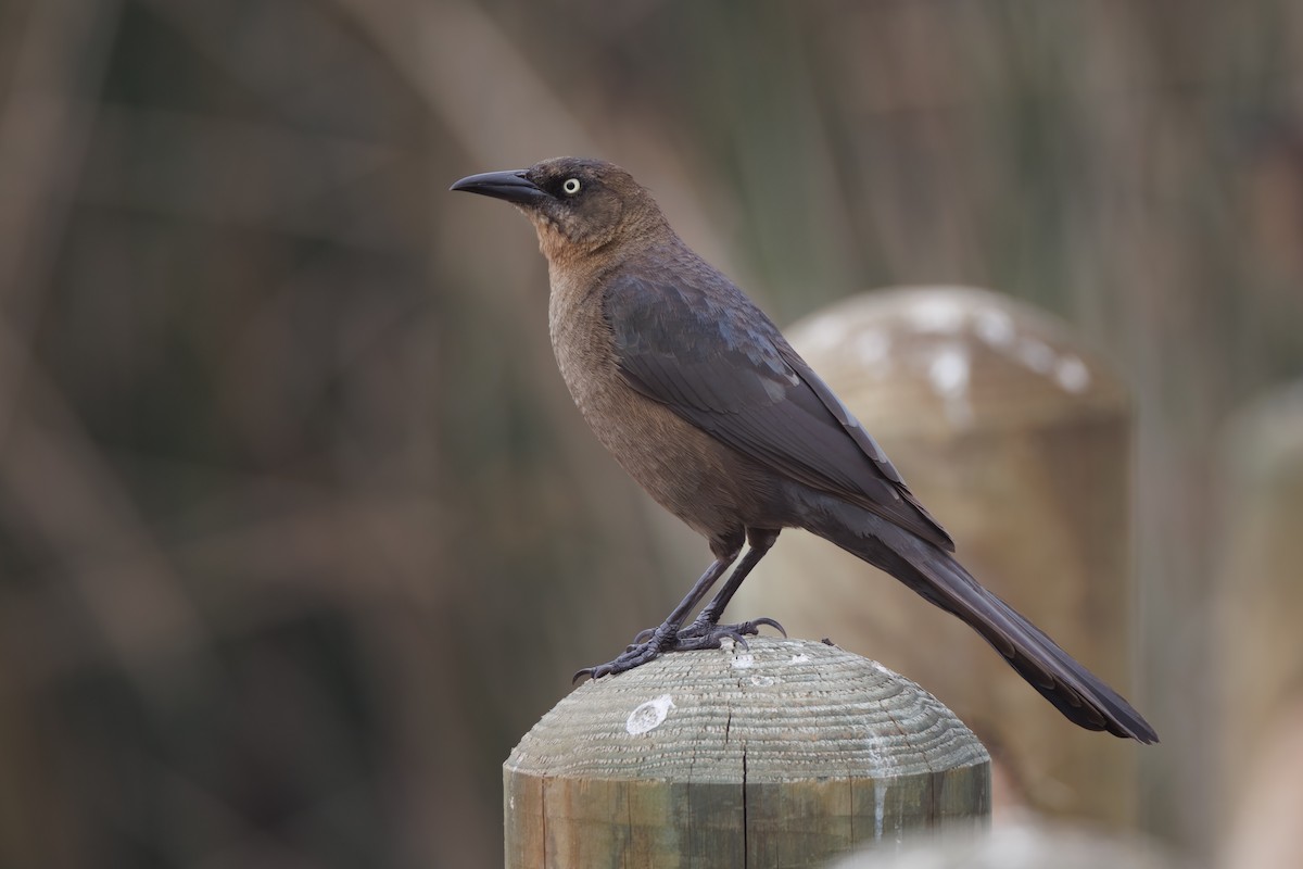 Great-tailed Grackle - John Callender