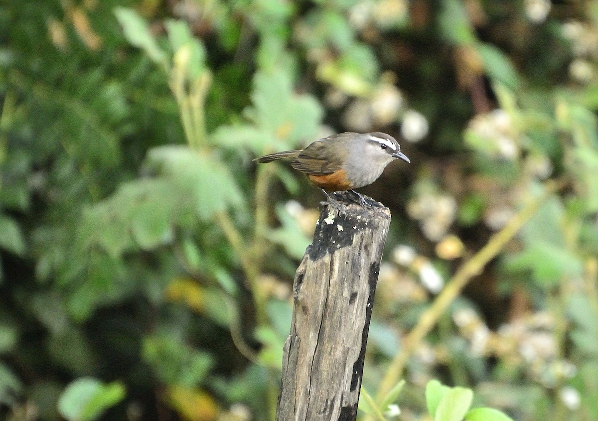 Palani Laughingthrush - ML55604571