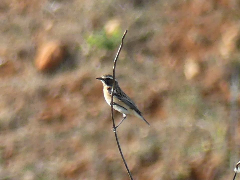 Whinchat - ML556047471