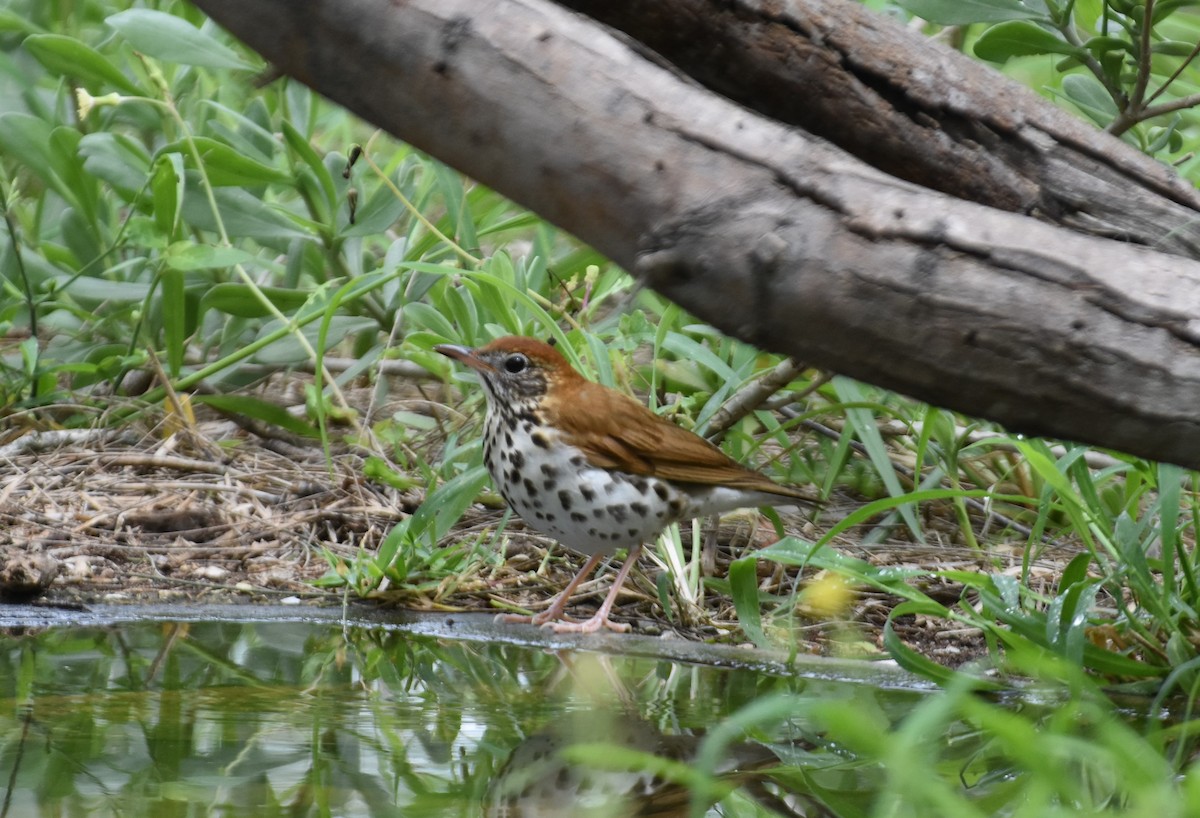 Wood Thrush - Alison Stokes