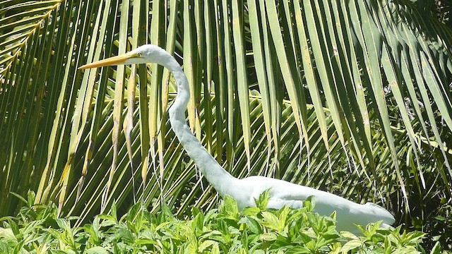 Great Egret - ML556048071