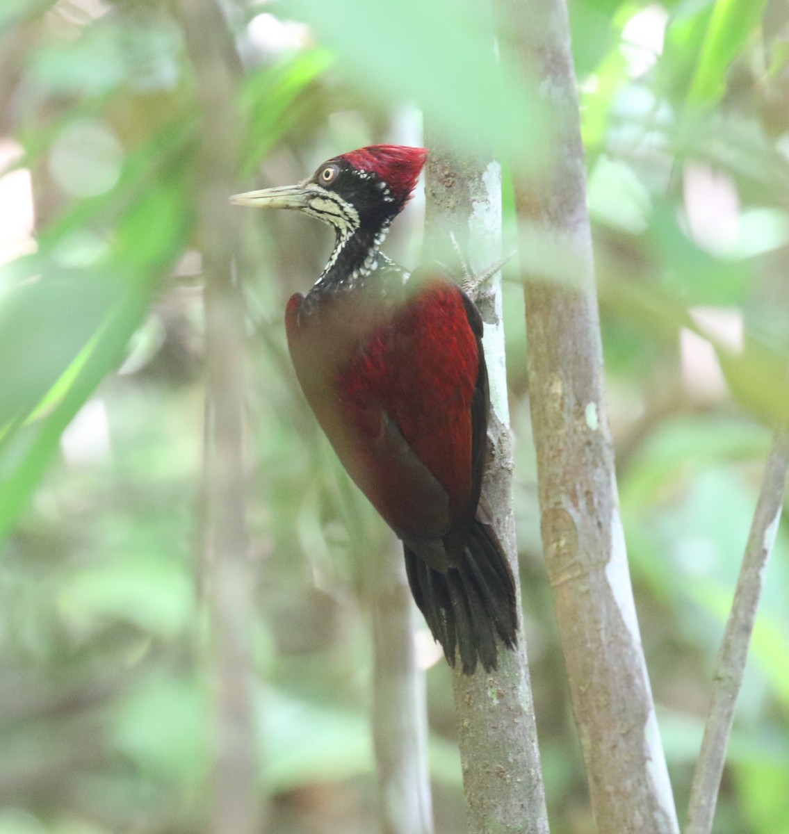 Crimson-backed Flameback - ML556048341