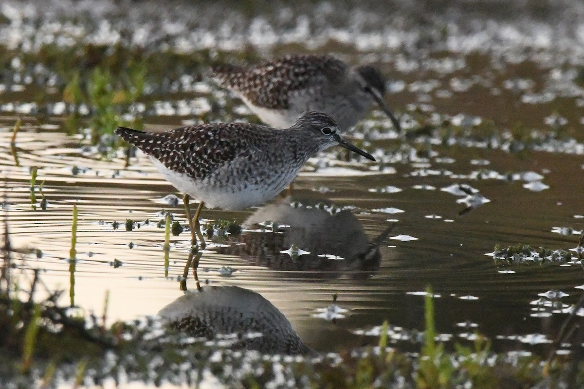 Wood Sandpiper - Juan José  Bazan Hiraldo