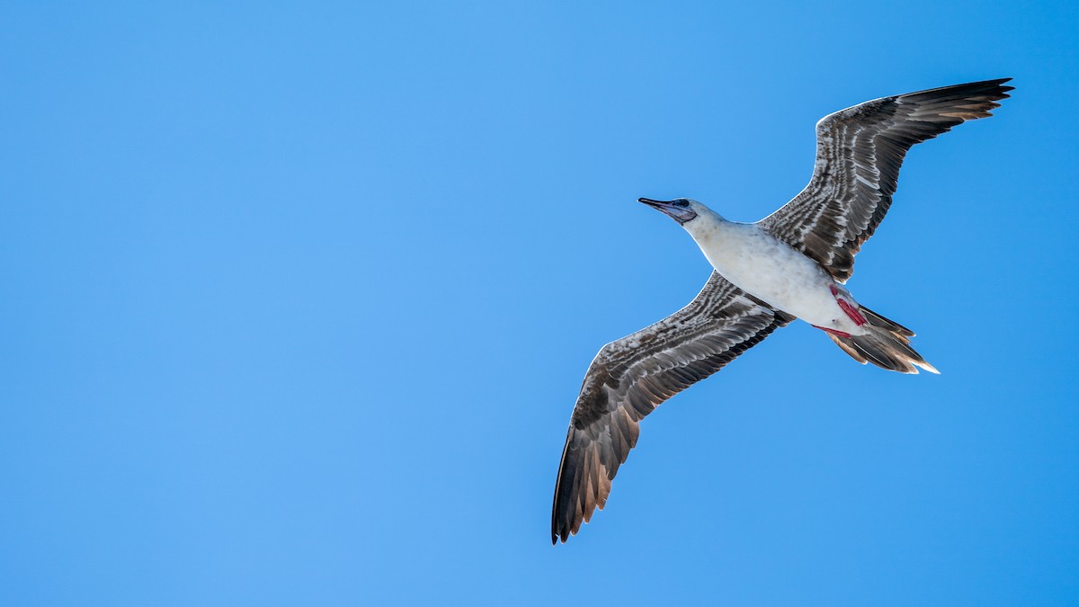 Red-footed Booby - ML556049381