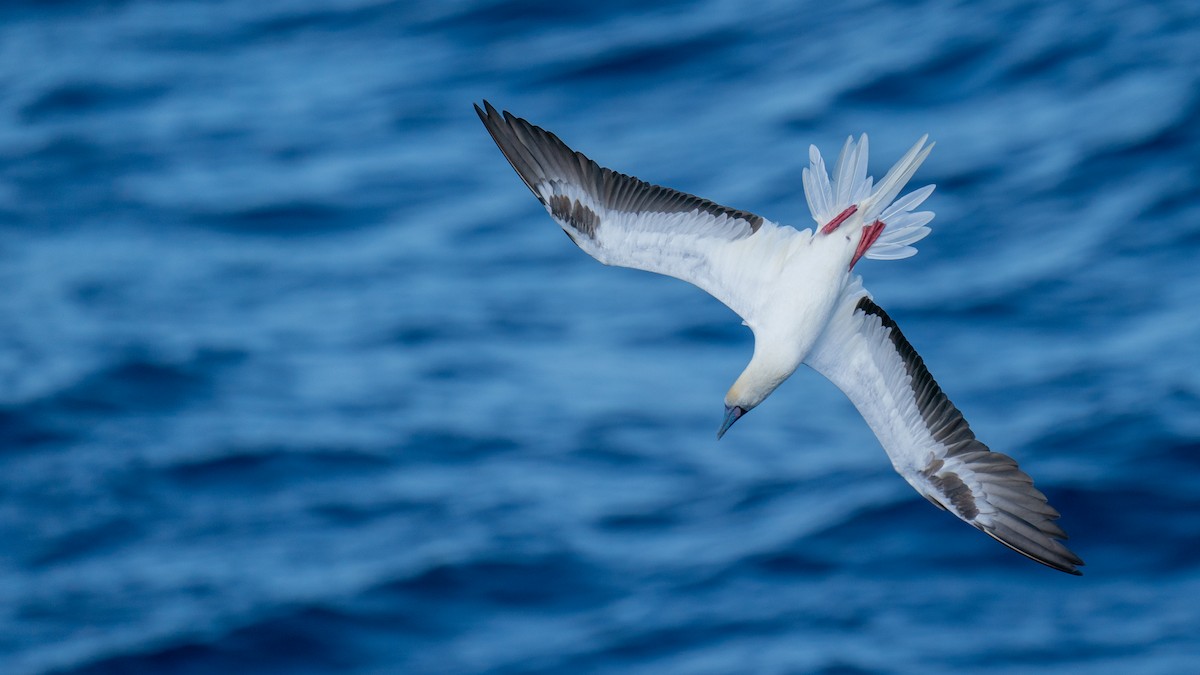 Red-footed Booby - ML556049391
