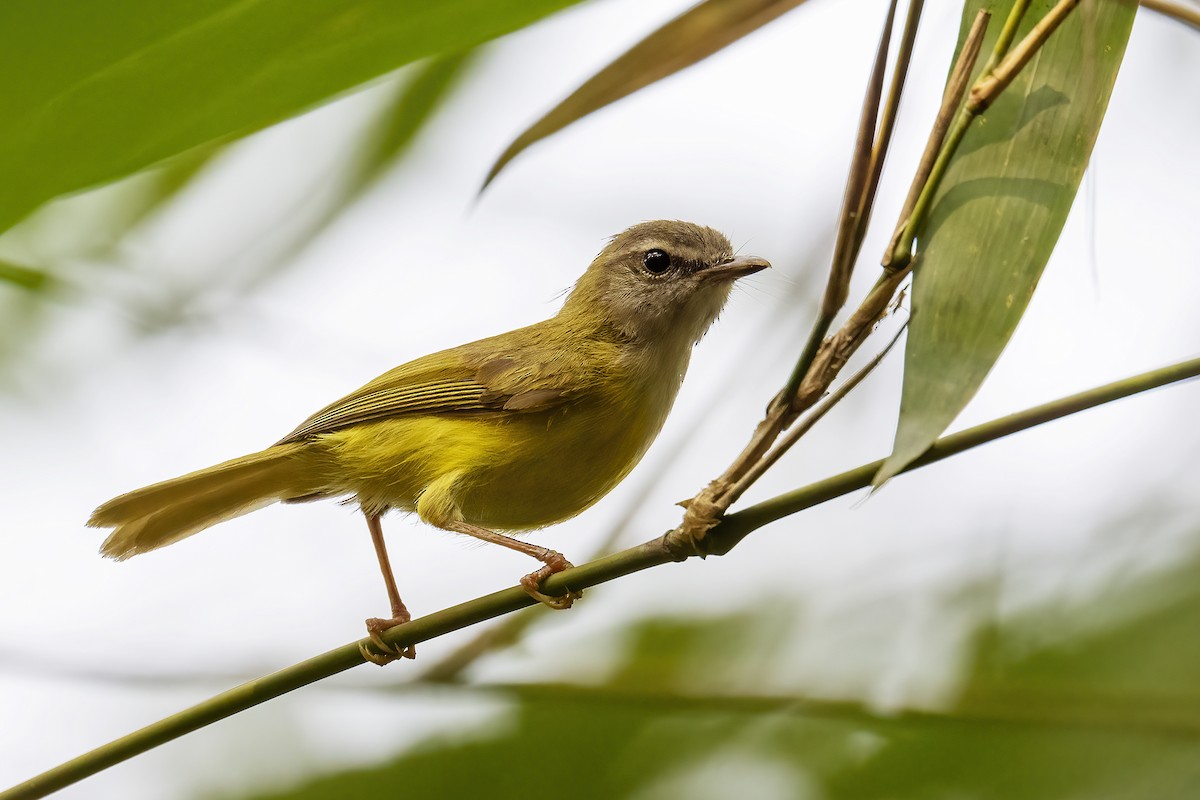 Yellow-bellied Warbler - ML556049811