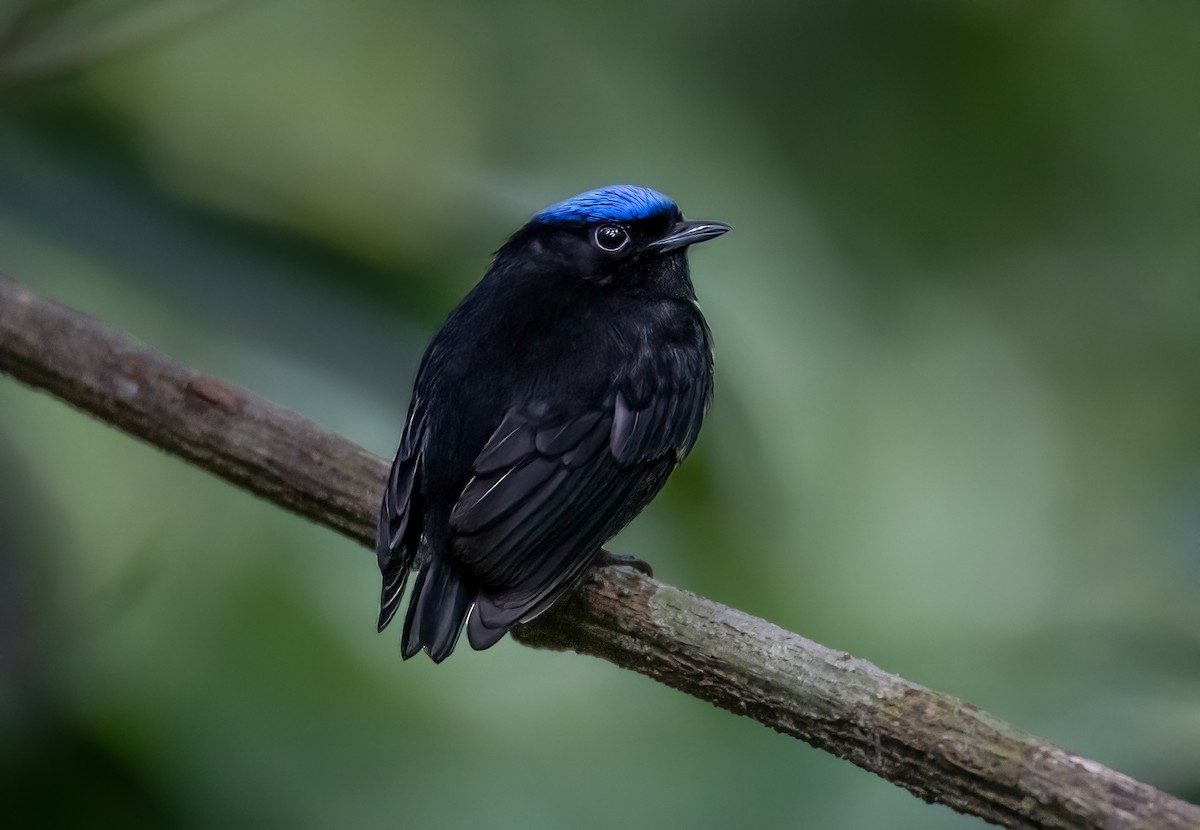 Saltarín Coroniazul (velutina/minuscula) - ML556050491