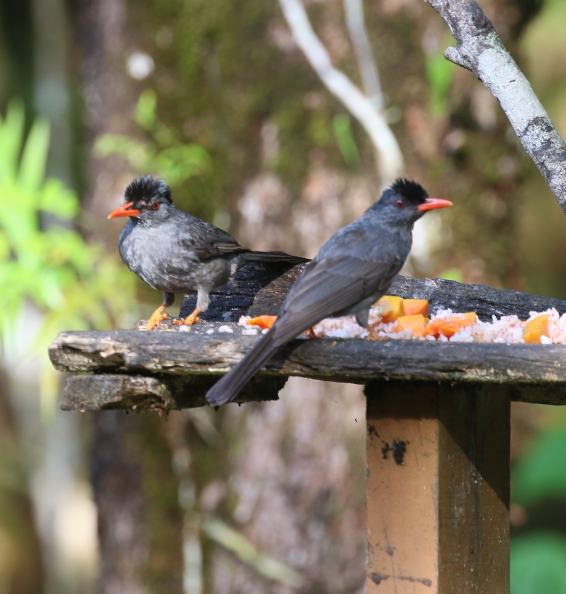 Square-tailed Bulbul - ML556050711