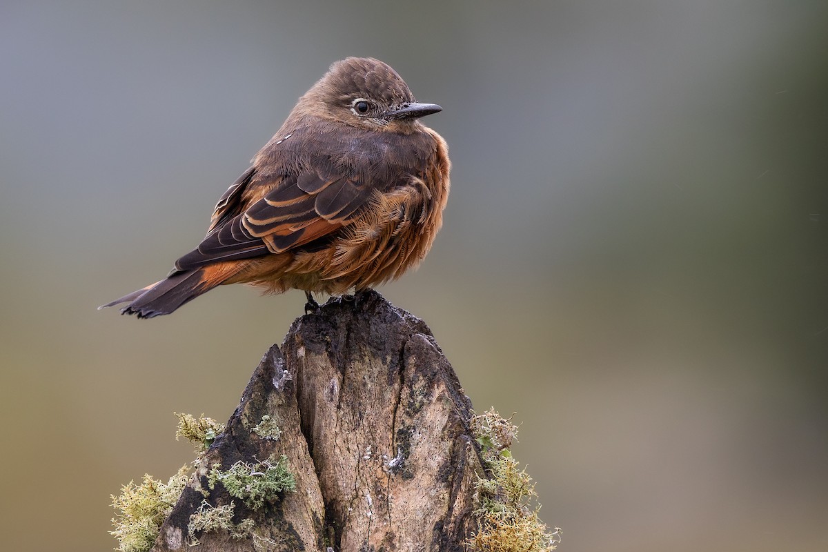 Cliff Flycatcher - ML556051081