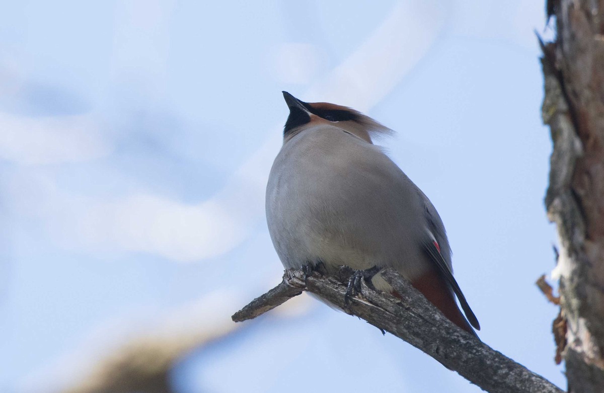 Bohemian Waxwing - Steve Hamel