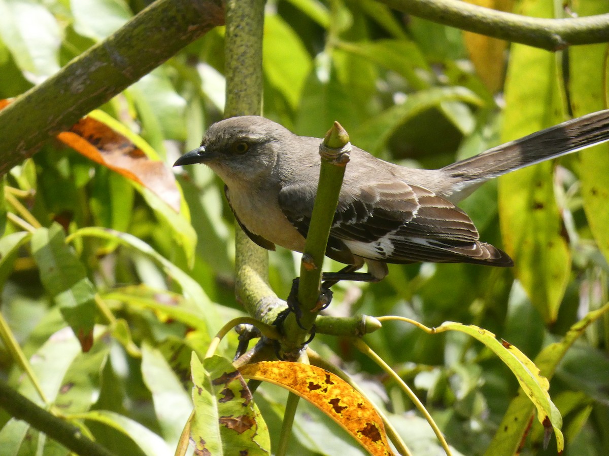 Northern Mockingbird - ML556053131