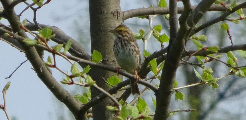 Savannah Sparrow - ML55605341