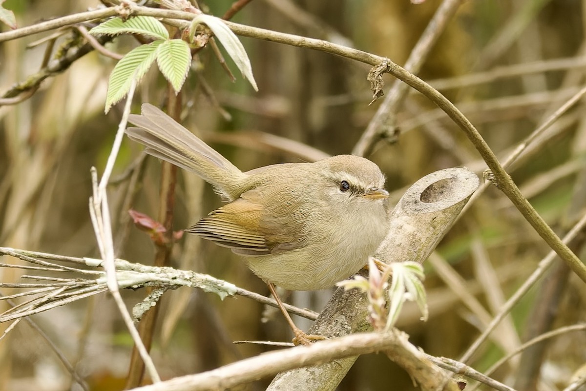 Hume's Bush Warbler - ML556053431