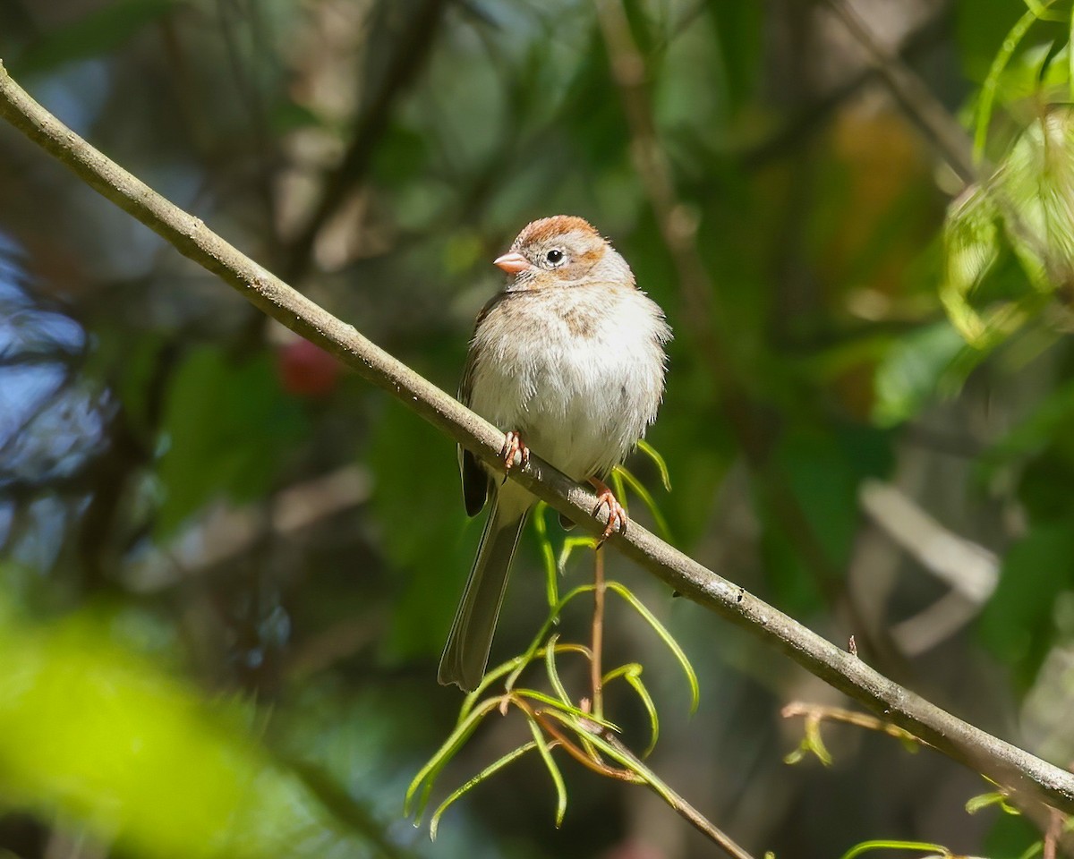 Field Sparrow - ML556054091