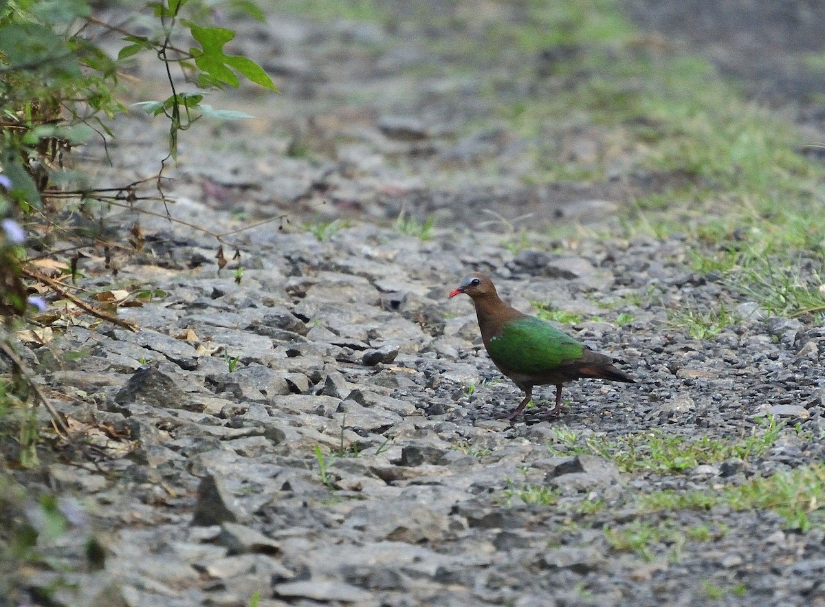 Asian Emerald Dove - ML55605451